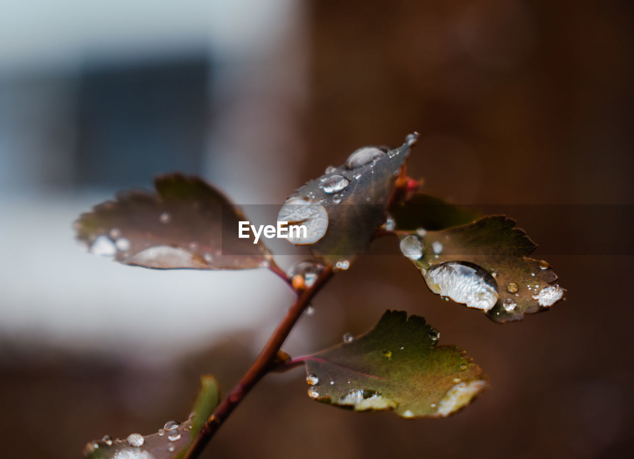 Close-up of wet plant during rainy season