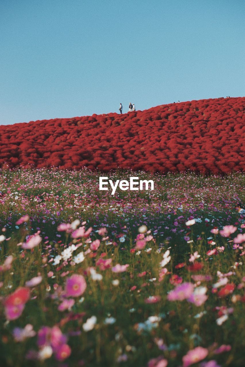 View of flowering plants on field against clear sky