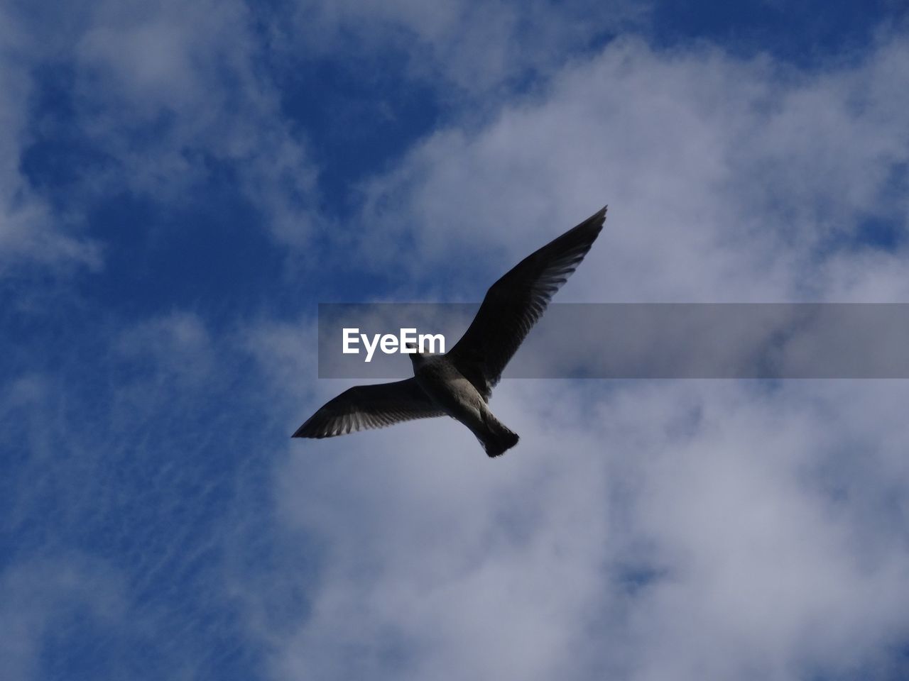 Low angle view of bird flying in sky