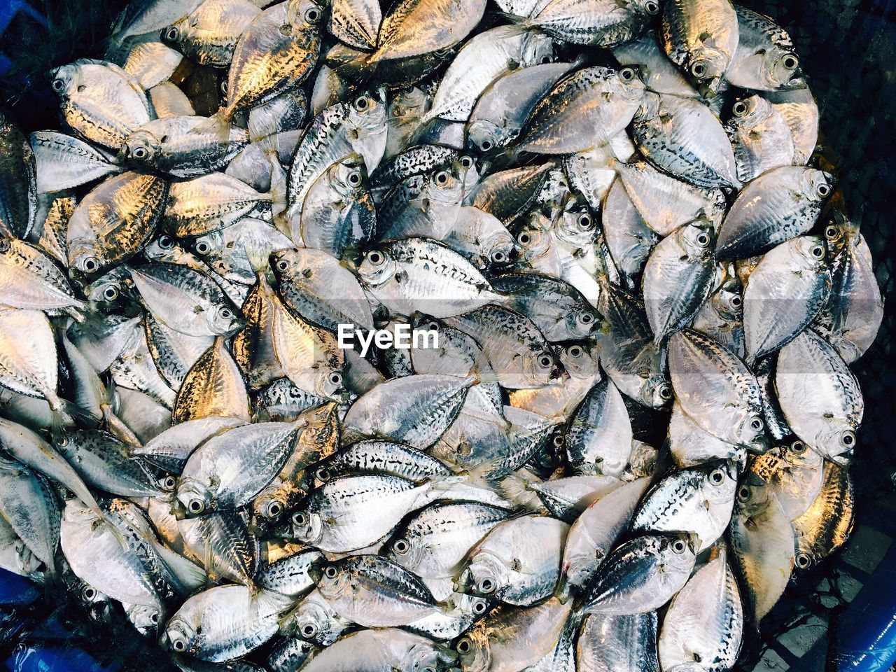 Directly above shot of fish in container for sale at market