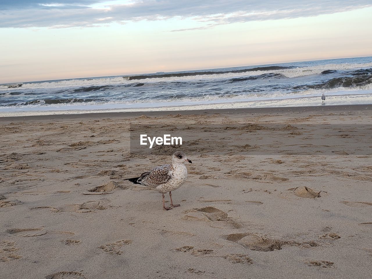 Seagull by the ocean 