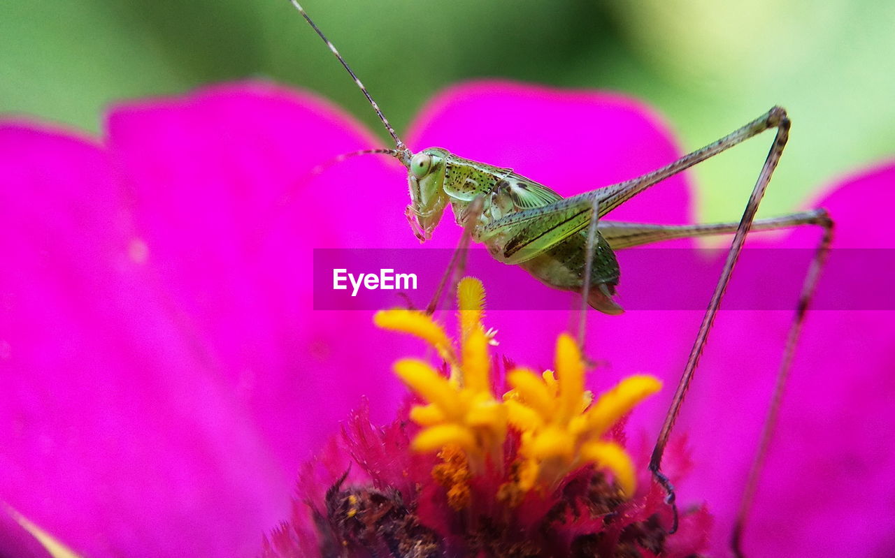 CLOSE-UP OF INSECT POLLINATING FLOWER