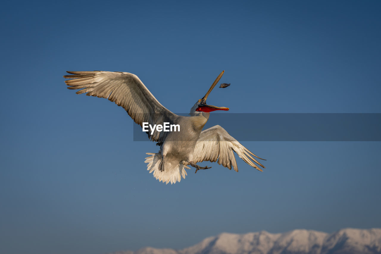 close-up of bird flying against clear sky