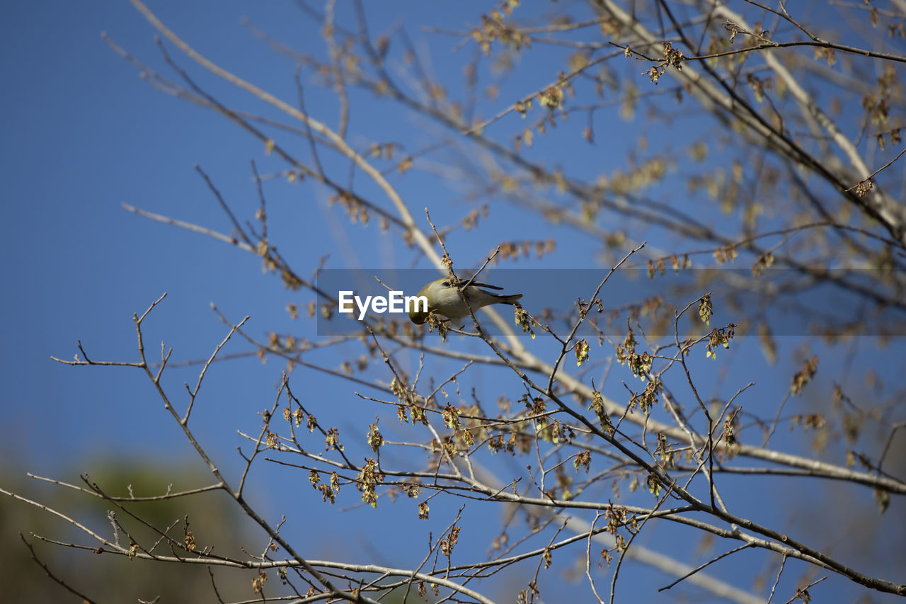 animal wildlife, animal themes, animal, tree, wildlife, branch, bird, plant, nature, twig, one animal, no people, sky, perching, low angle view, winter, flower, outdoors, blue, day, bare tree, clear sky, focus on foreground, beauty in nature, bird of prey