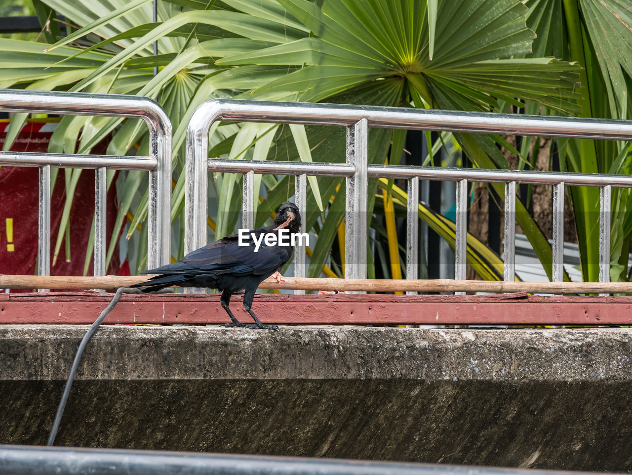 BLACK BIRD PERCHING ON RETAINING WALL AGAINST PLANTS