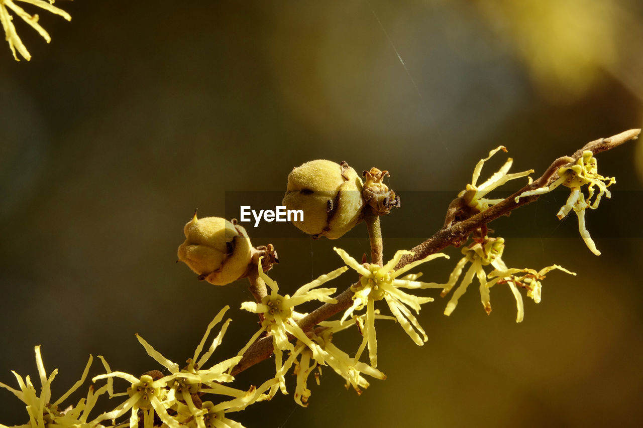 Close-up of witch-hazel in winter