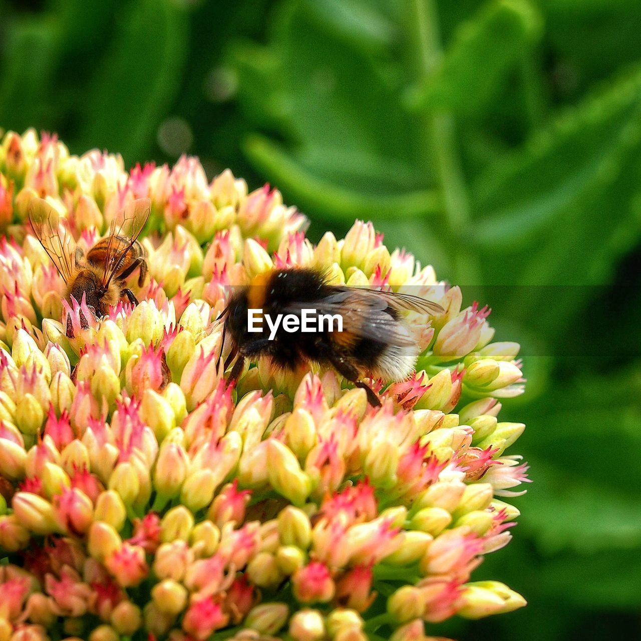 CLOSE-UP OF HONEY BEE ON FLOWER