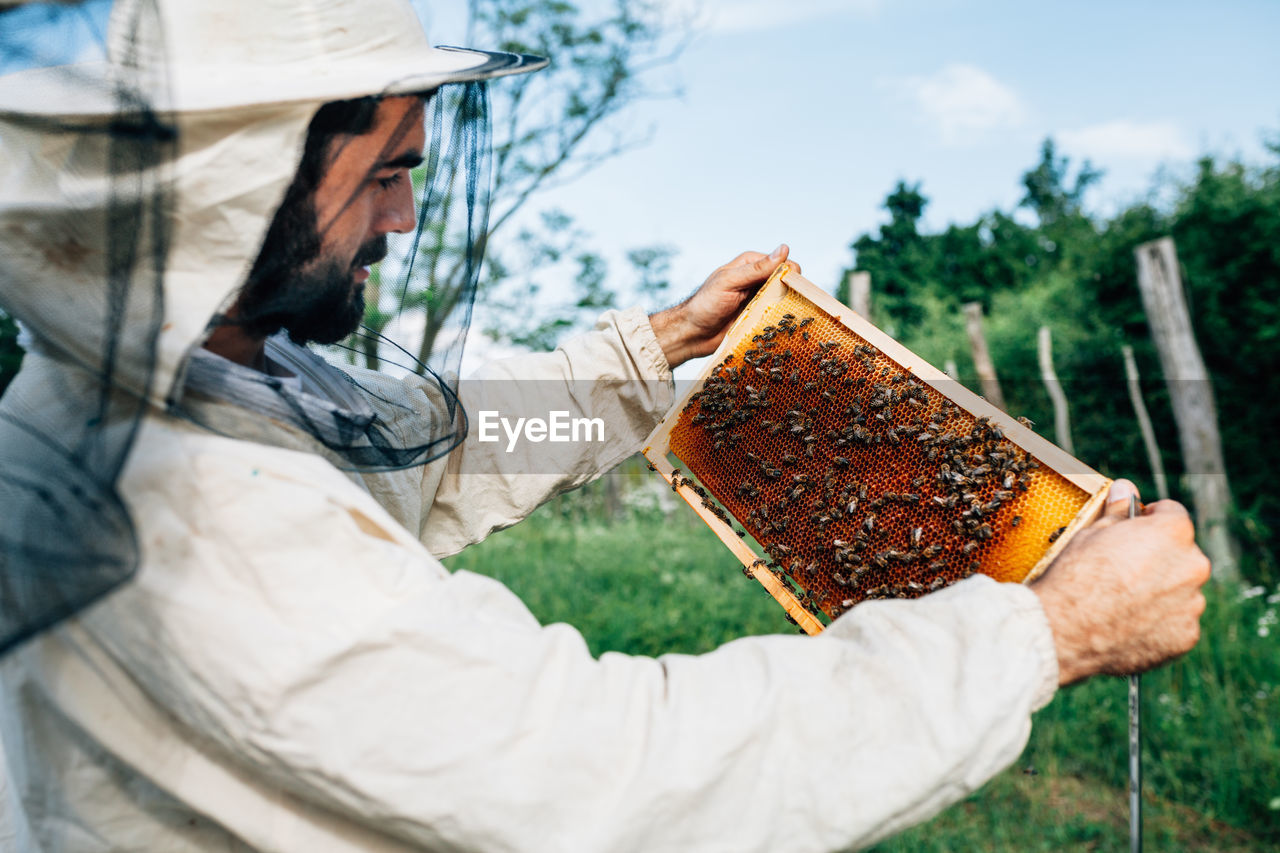 Close-up of beekeeper examining beehive
