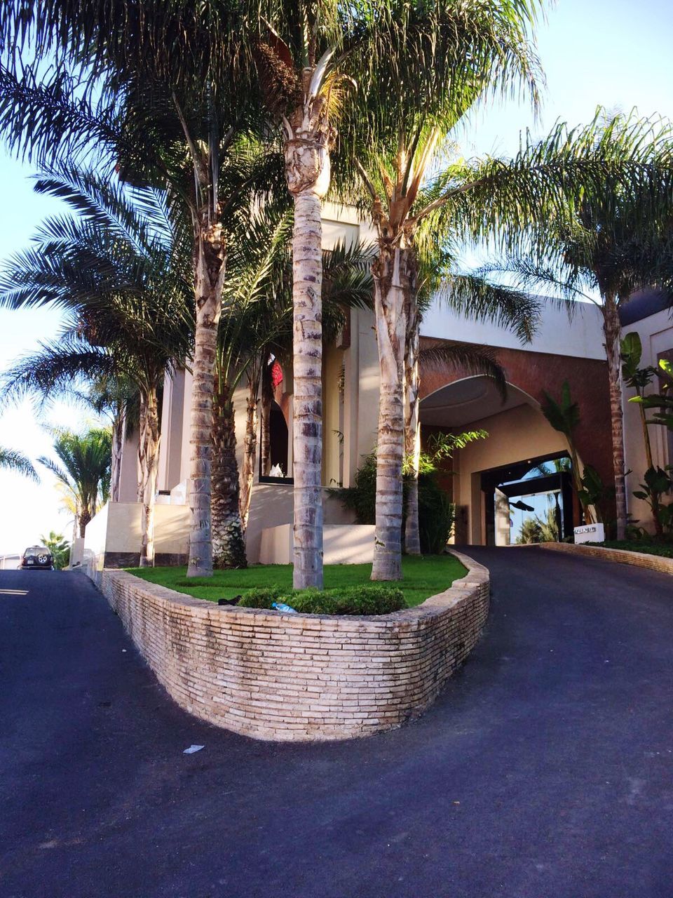 PALM TREES ON FOOTPATH