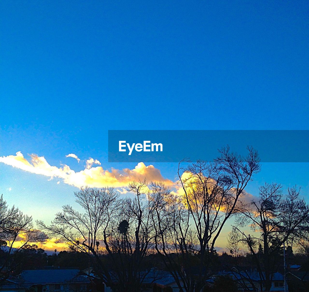 LOW ANGLE VIEW OF TREE AGAINST BLUE SKY