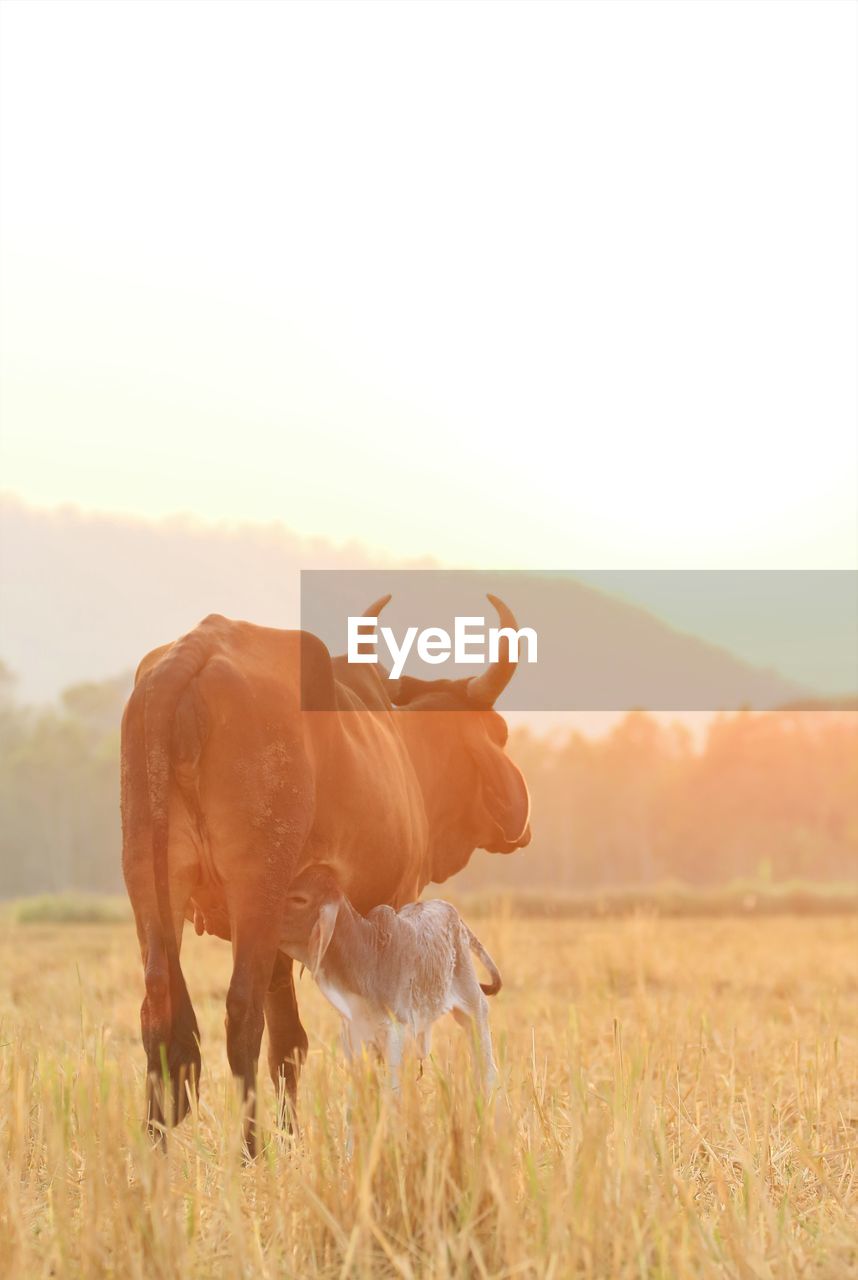 cows standing on field