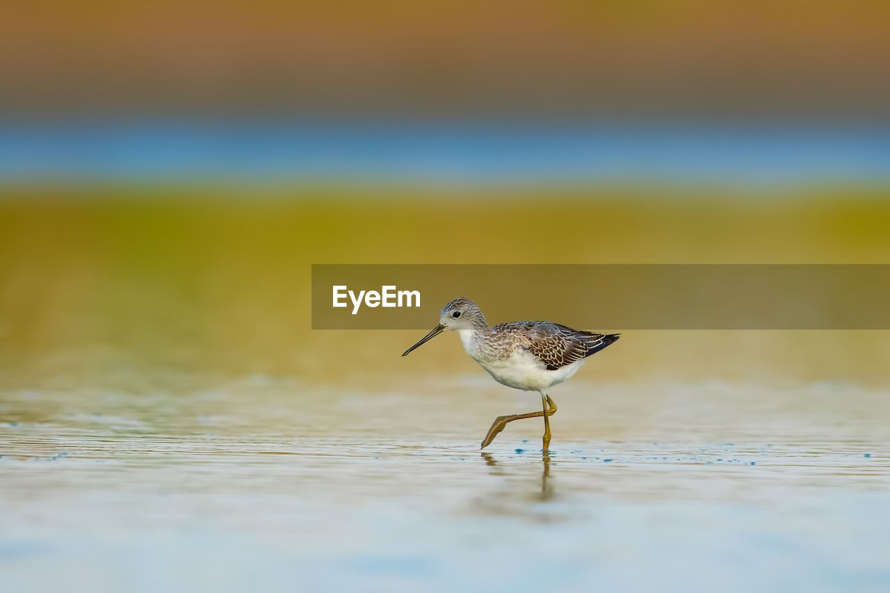 BIRD PERCHING ON A BEACH