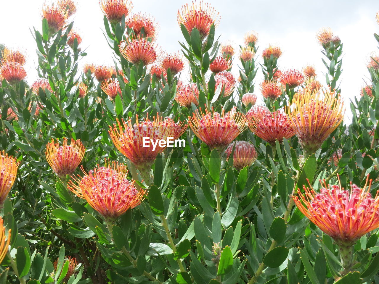 CLOSE-UP OF RED FLOWERS GROWING ON PLANT