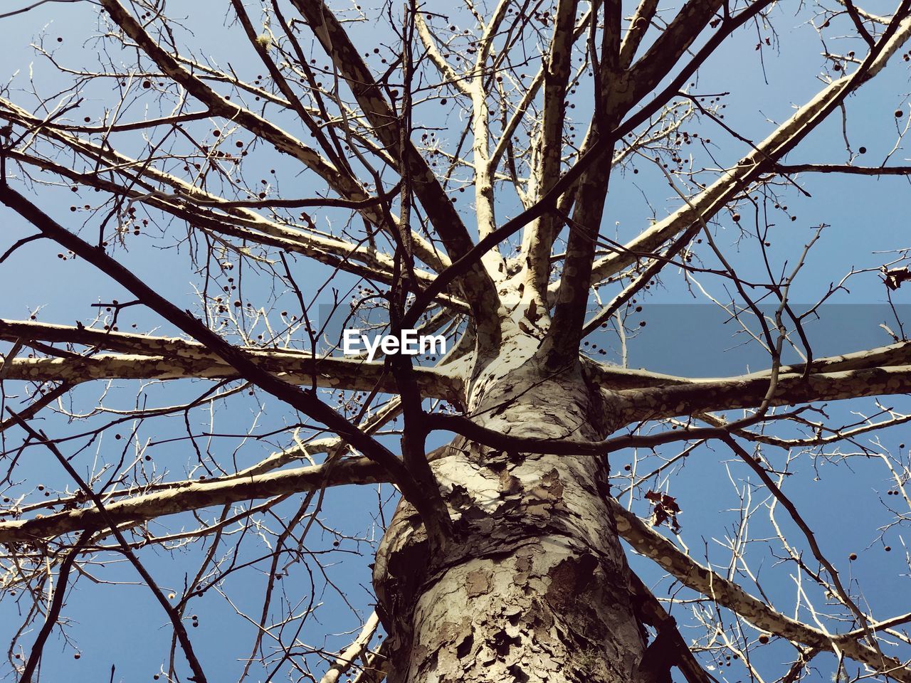 LOW ANGLE VIEW OF BARE TREE IN FOREST AGAINST SKY