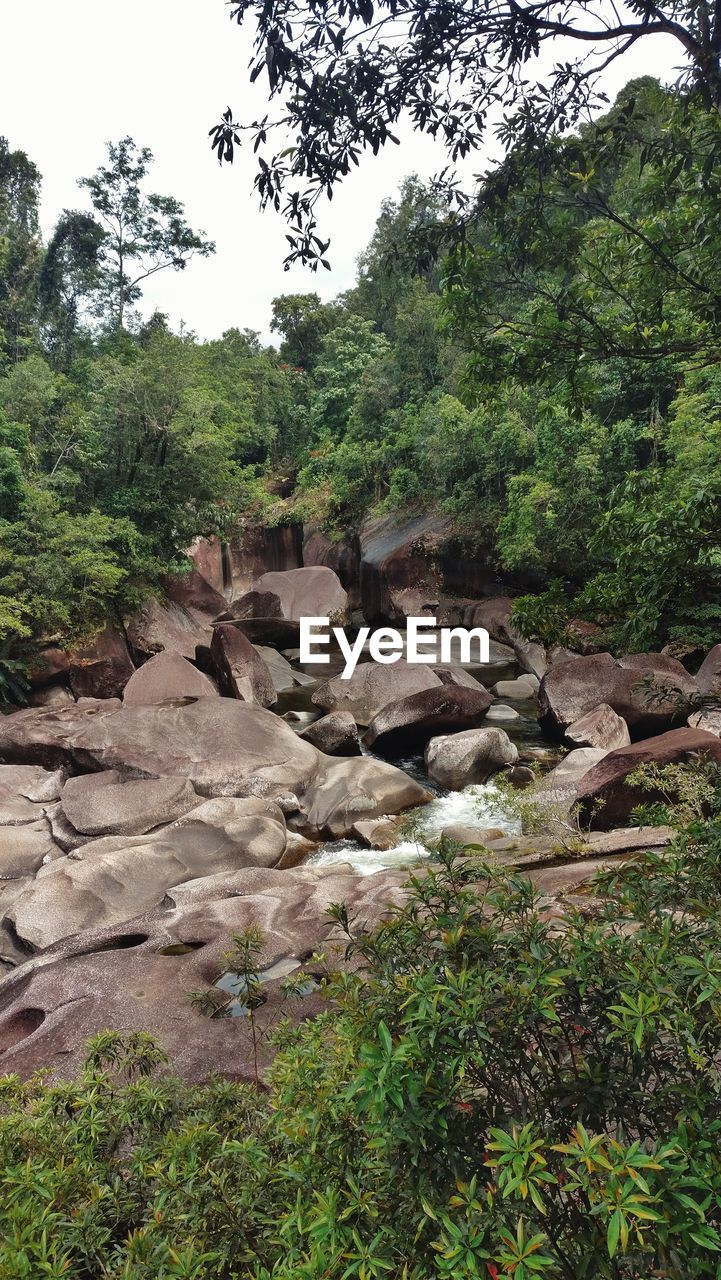 Rocks and trees in forest