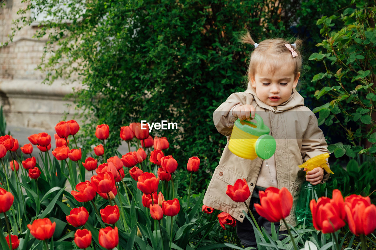 Spring gardening activities for kids. cute toddler little girl in raincoat watering red tulips