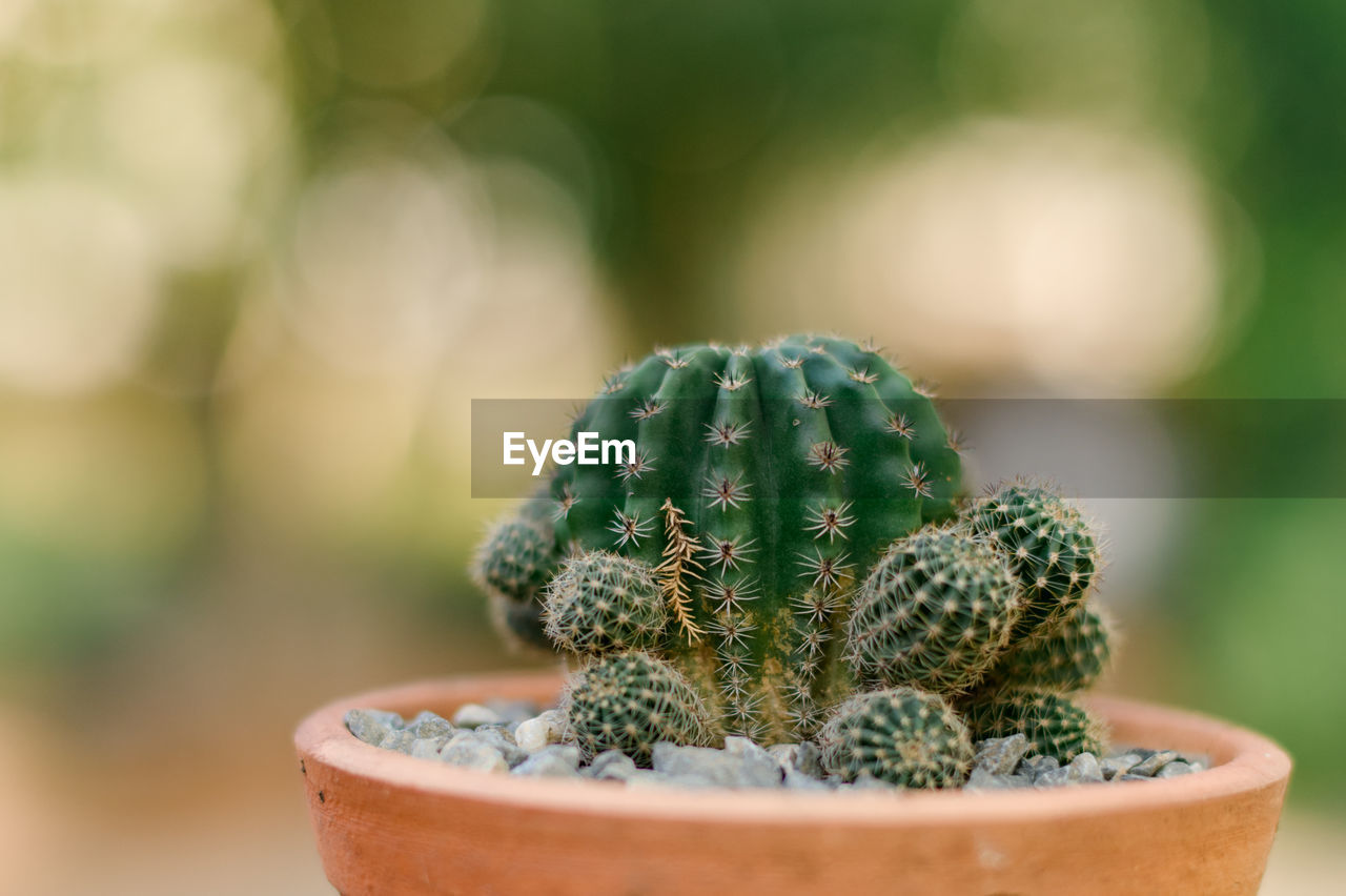 CLOSE-UP OF CACTUS PLANT