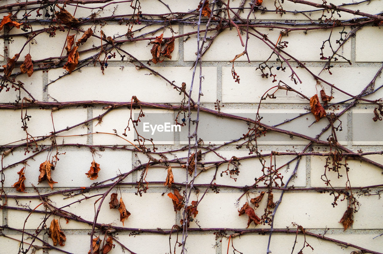 Dry ivy on wall
