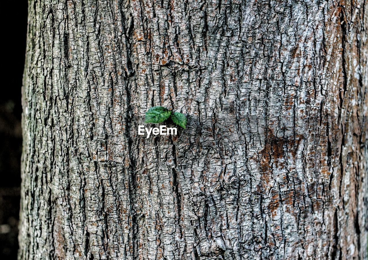 Close-up of leaf on tree trunk