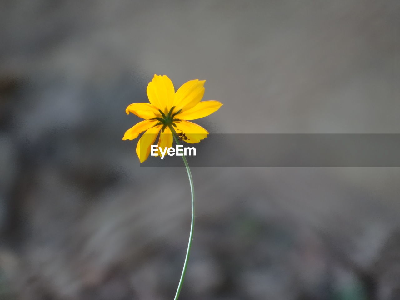 Close-up of yellow flowering plant