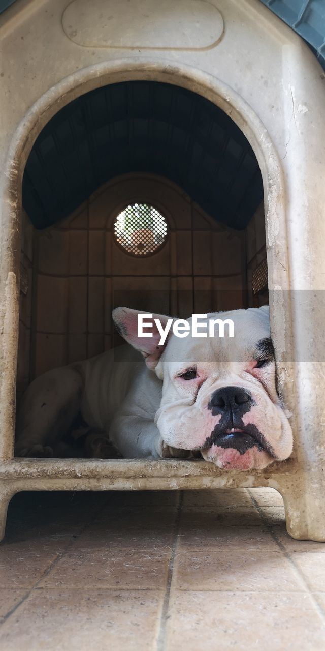 animal themes, one animal, animal, pet, mammal, domestic animals, canine, dog, bulldog, no people, architecture, indoors, day, portrait, lap dog, french bulldog