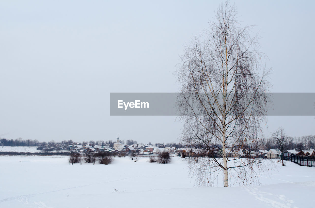 BARE TREES ON SNOW AGAINST CLEAR SKY