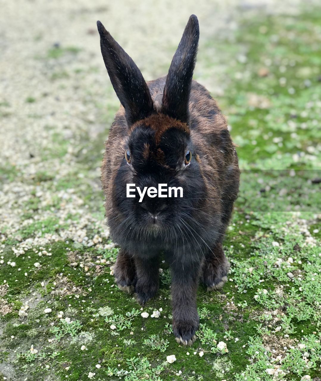 PORTRAIT OF AN ANIMAL ON GROUND