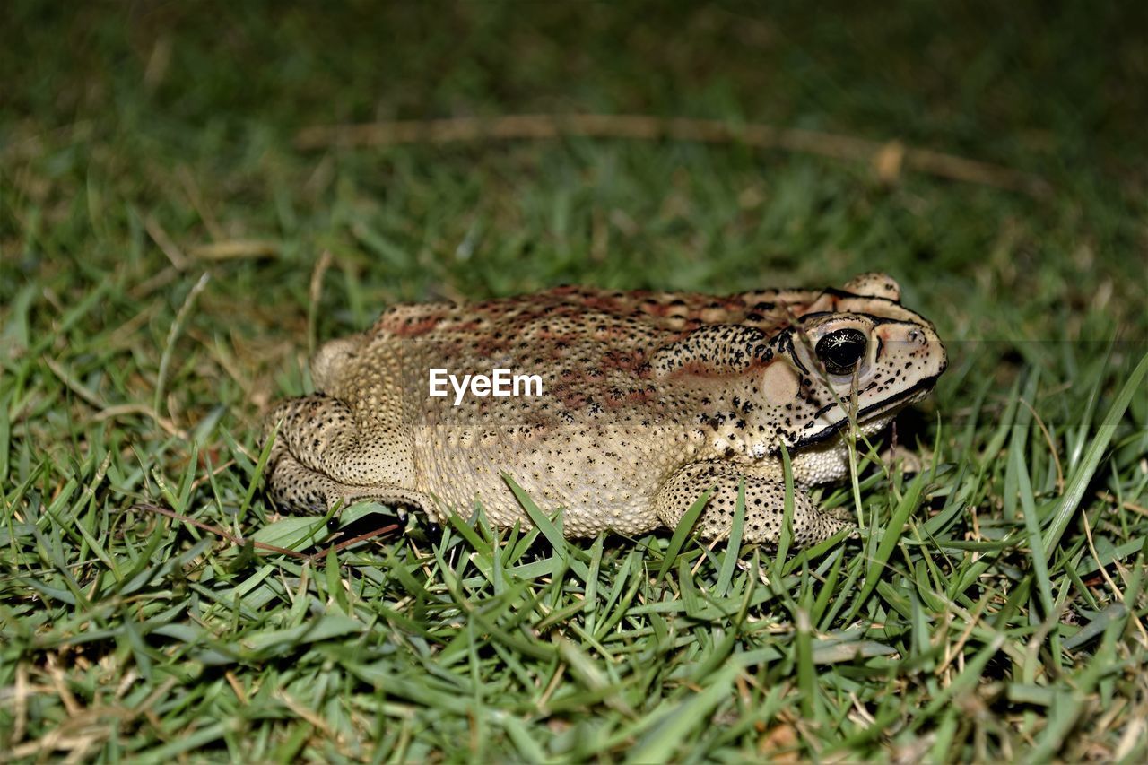 CLOSE-UP OF A LIZARD ON GRASS