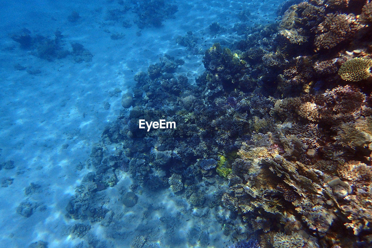 water, sea, underwater, undersea, coral, sea life, coral reef, reef, nature, animal wildlife, animal, marine biology, wildlife, beauty in nature, animal themes, marine, blue, no people, natural environment, fish, sports, swimming, sunlight, outdoors, scenics - nature, ocean, day, water sports, tranquility, high angle view, ecosystem, rock