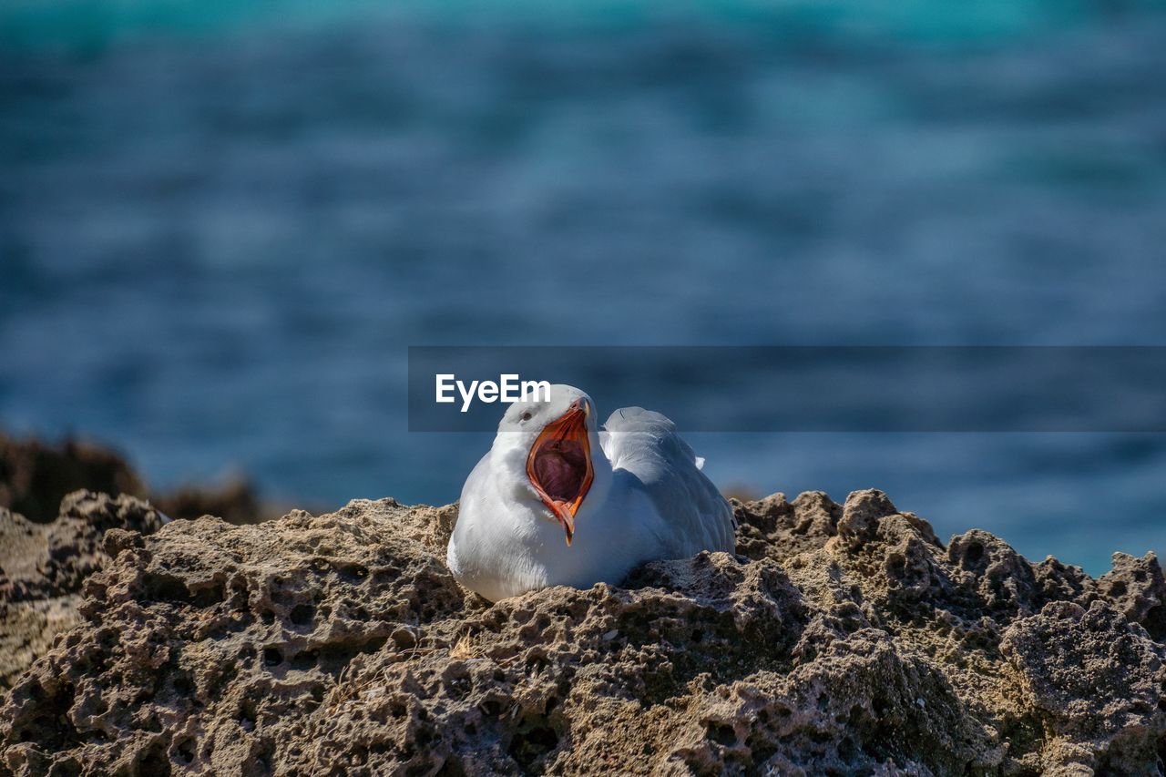 Close-up of seagull perching on rock by sea