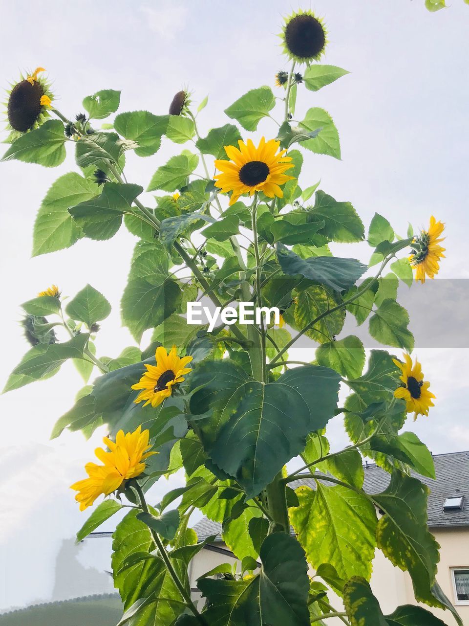 CLOSE-UP OF YELLOW FLOWERS AGAINST SKY