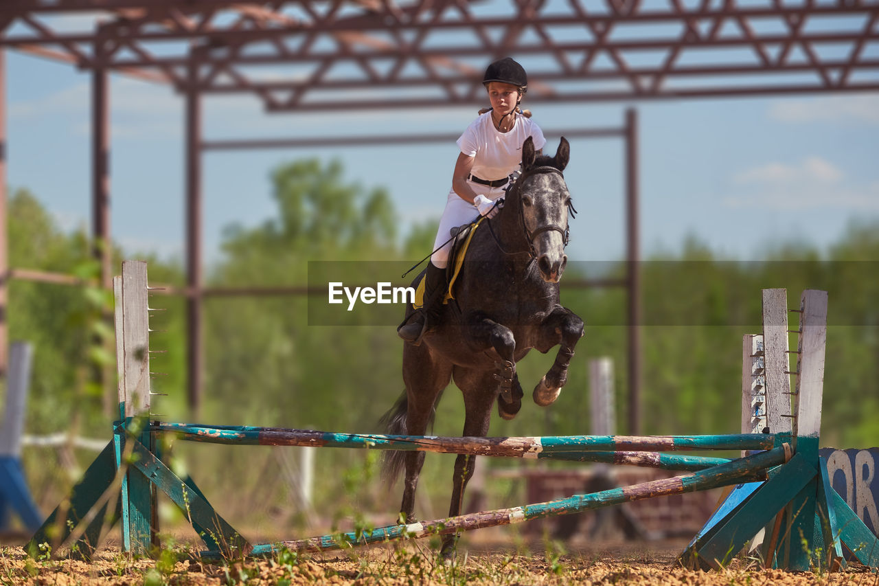 Jockey with horse jumping over hurdle