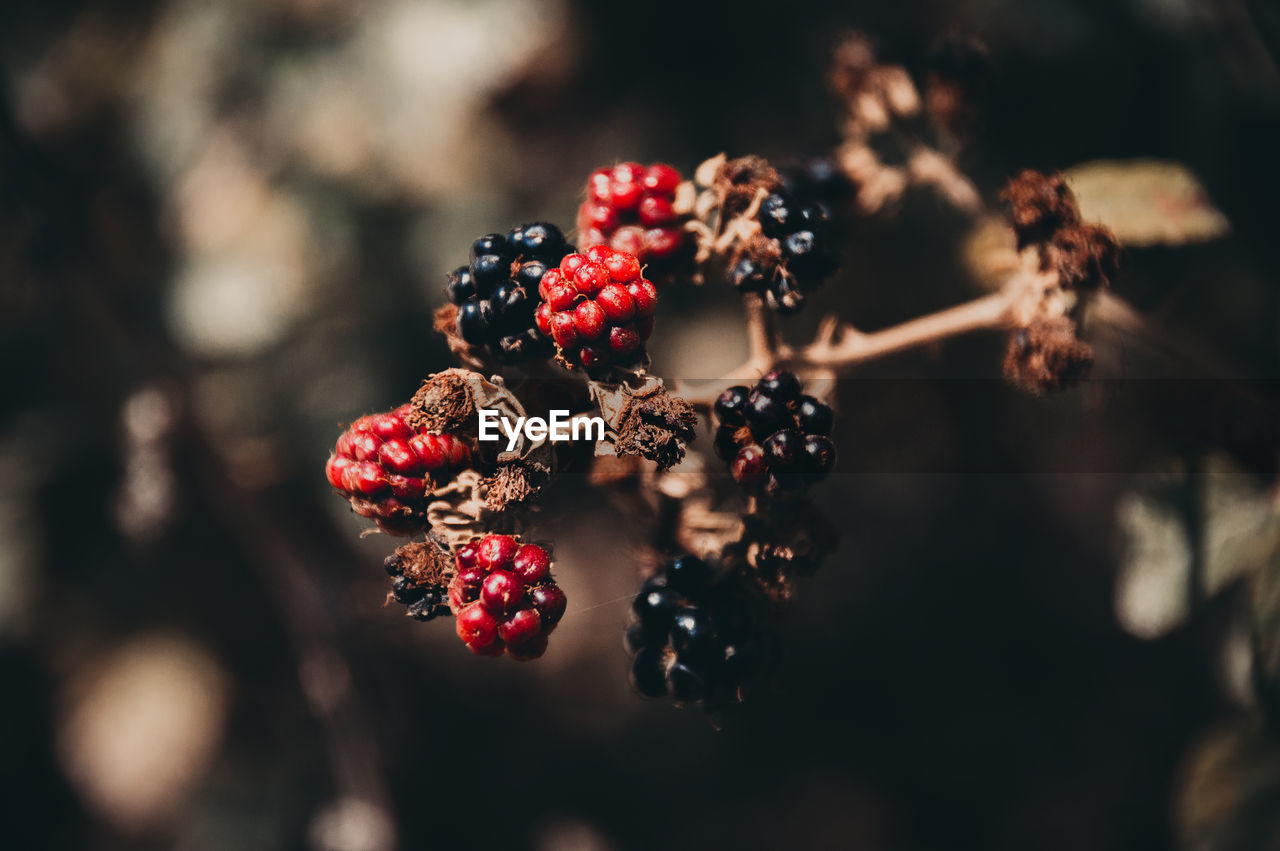 CLOSE-UP OF RED BERRIES