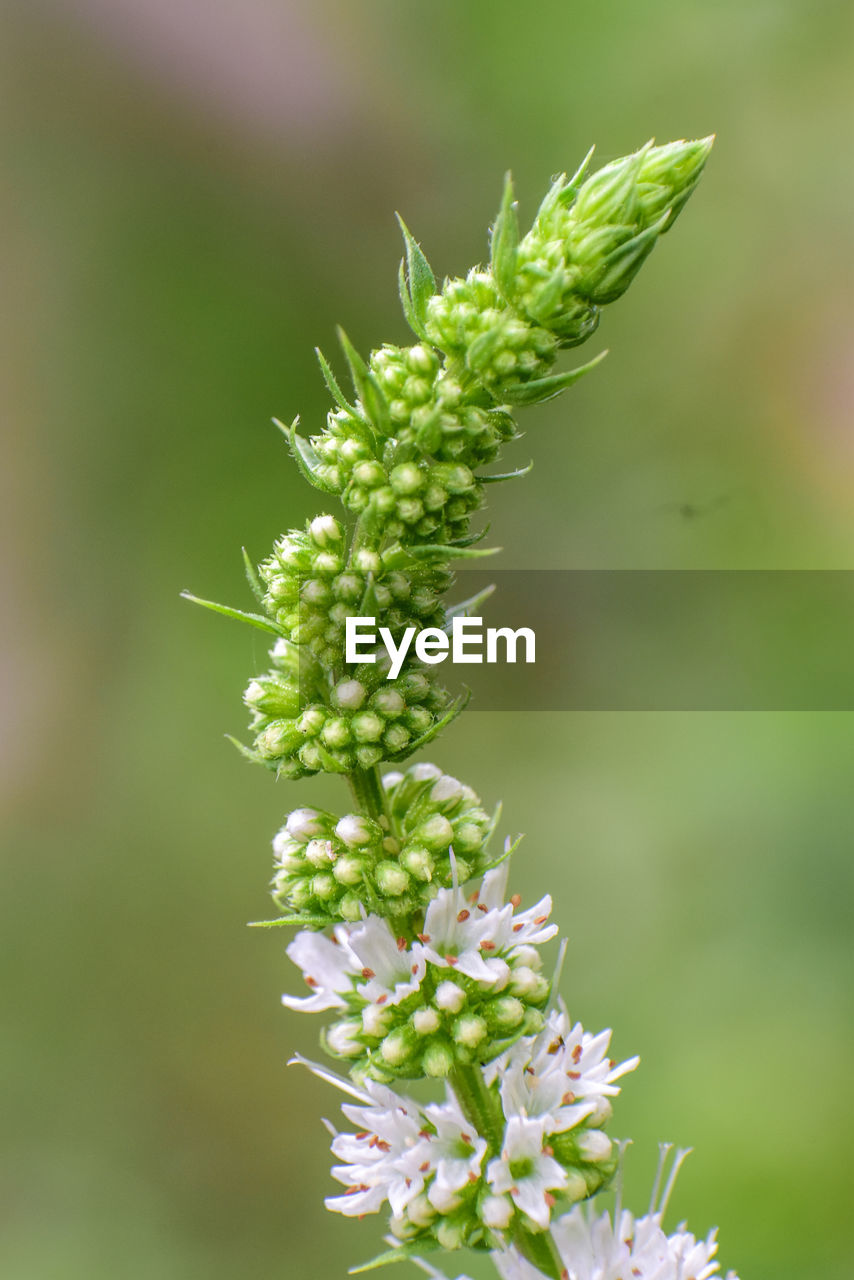 Close-up of white flowering plant