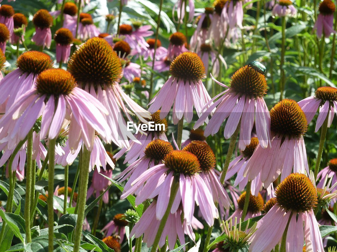 Close-up of purple flowering plants