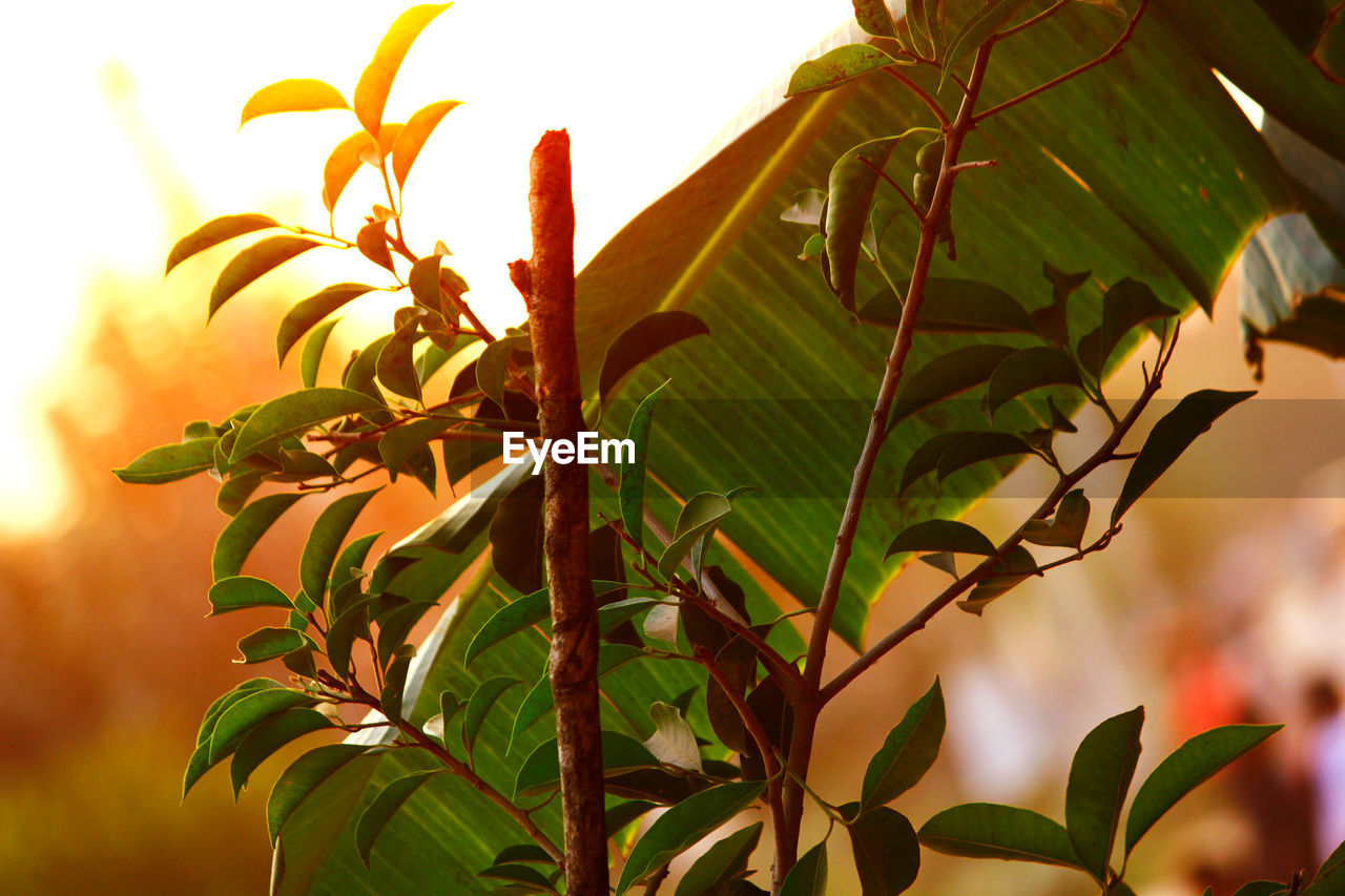 Plants growing during sunset