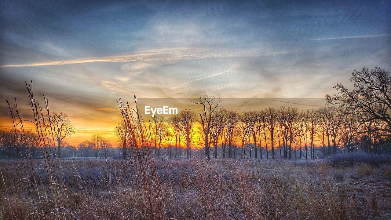 BARE TREES ON FIELD DURING SUNSET