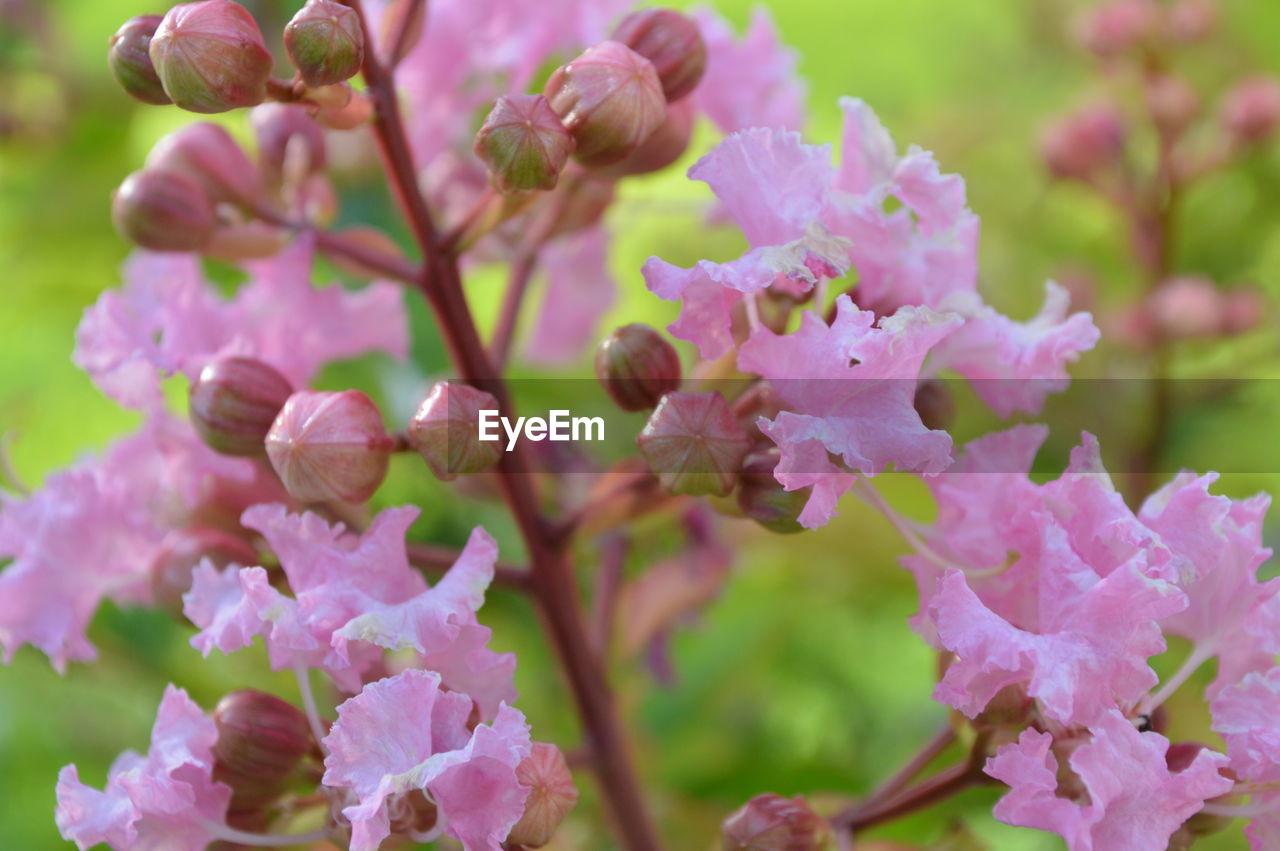 Close-up of pink flowers