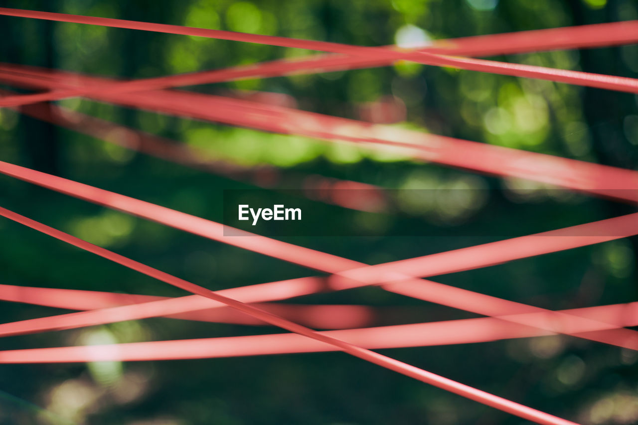 green, leaf, red, branch, flower, plant stem, close-up, no people, macro photography, grass, nature, line, sunlight, plant, focus on foreground, day, light, outdoors, tree