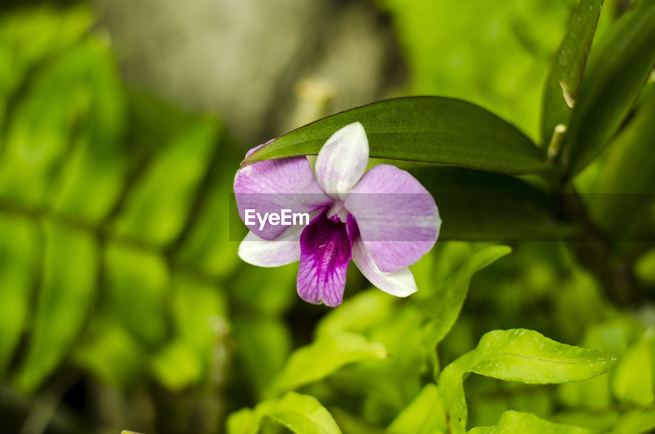 Close-up of purple flowering plant
