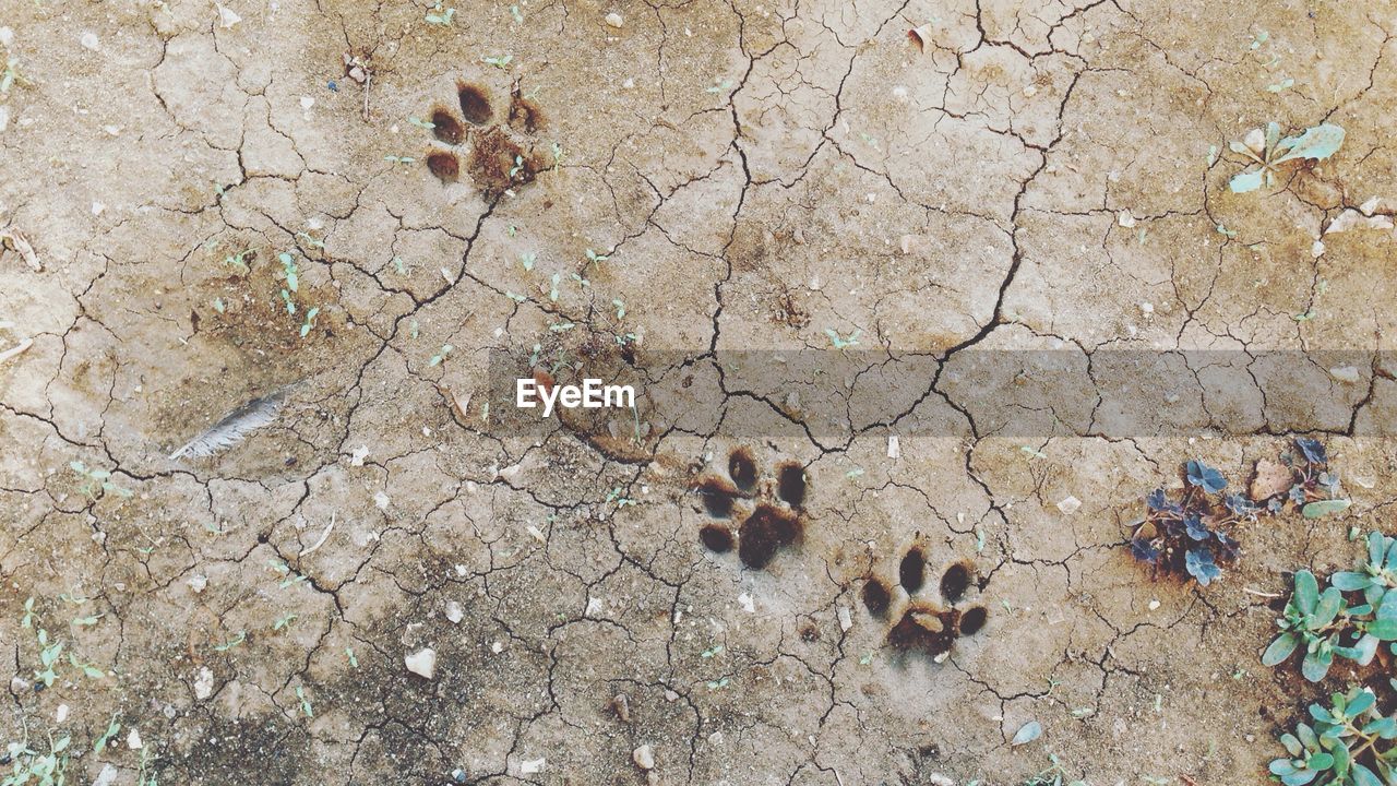 High angle view of paw prints on cracked field