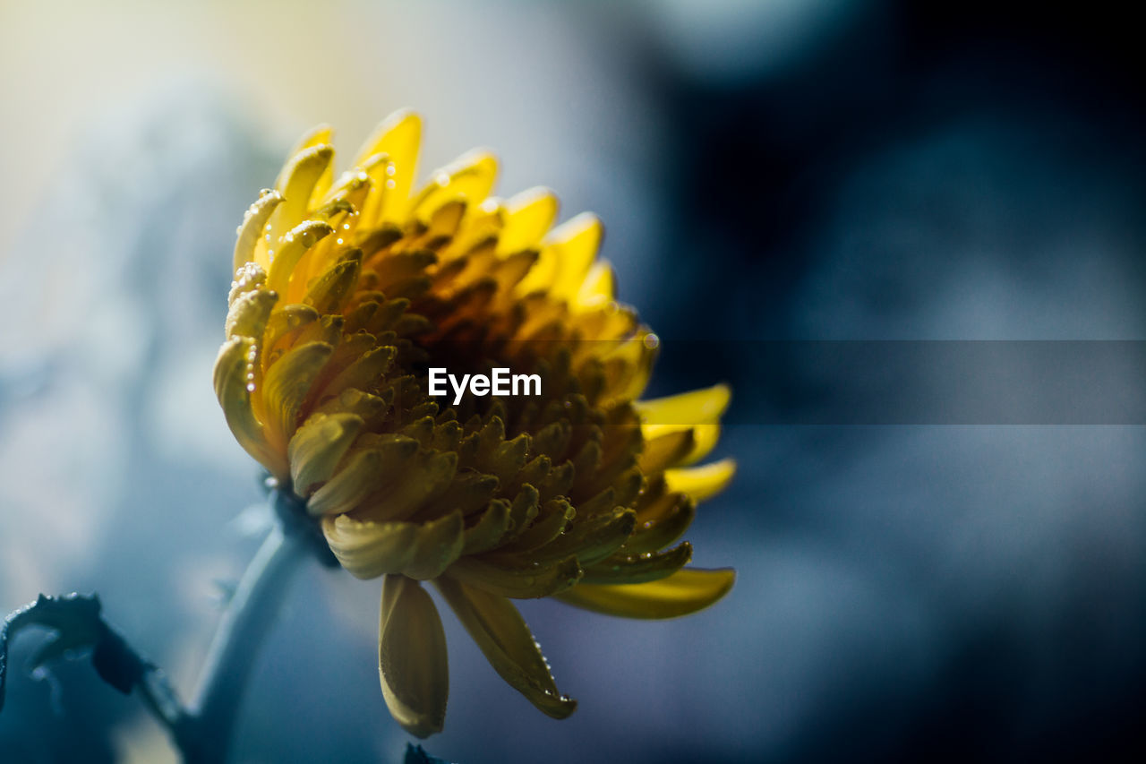 Close-up of wet yellow flower blooming during rainy season