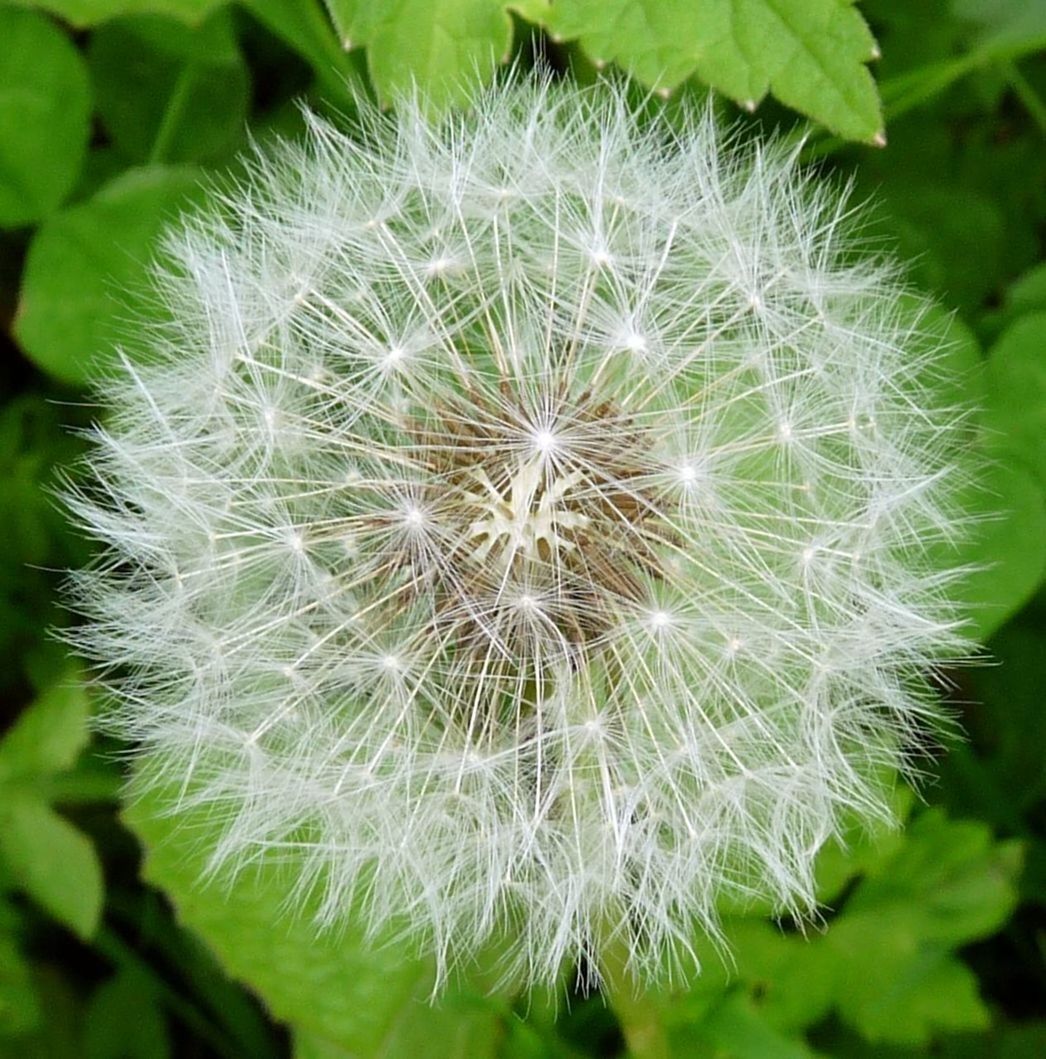 Close-up of dandelion