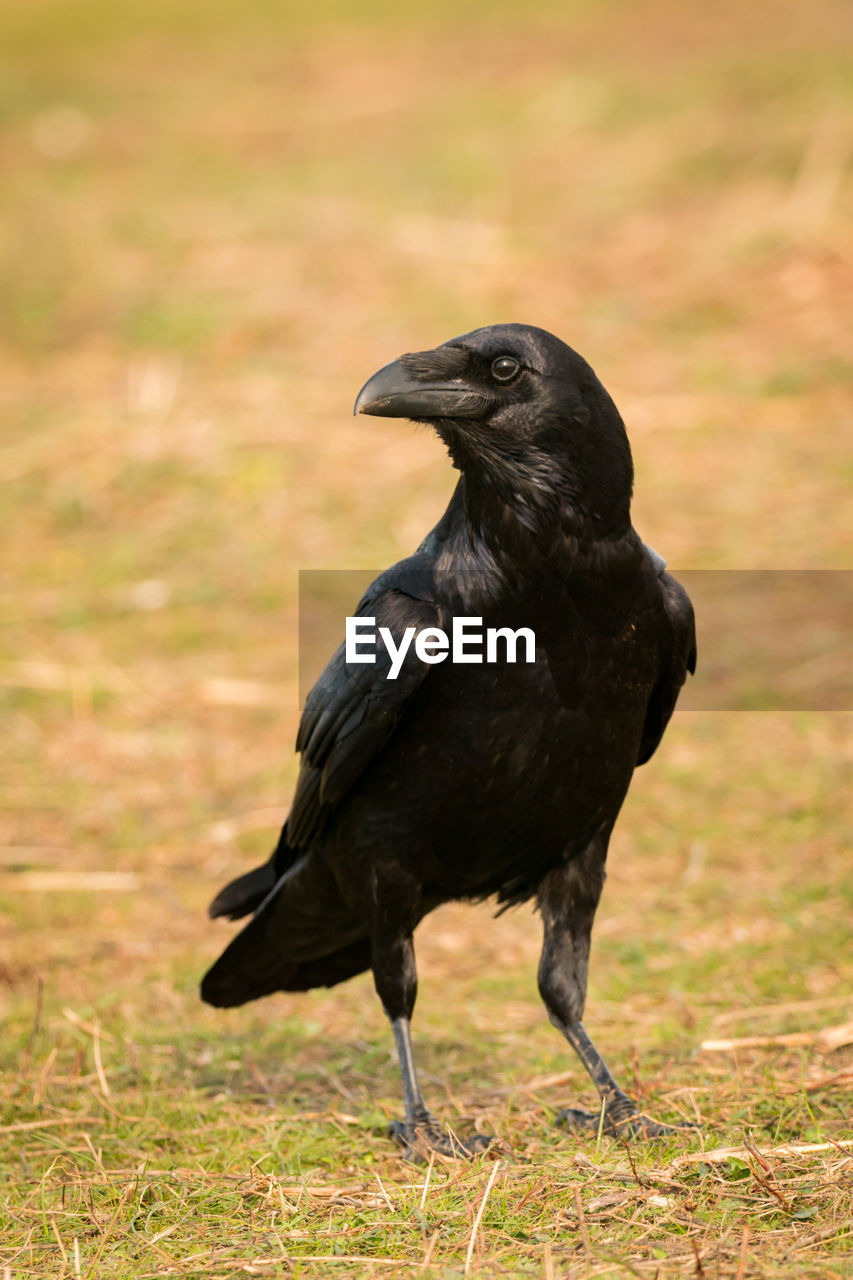 BLACK BIRD PERCHING ON A FIELD