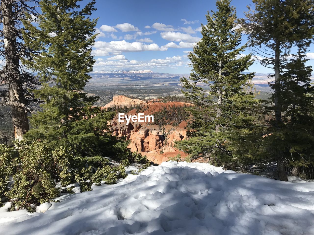 Pine trees on snowcapped mountains against sky