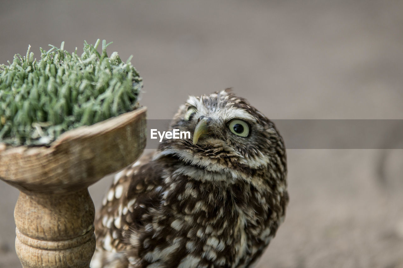 Close-up of barn owl