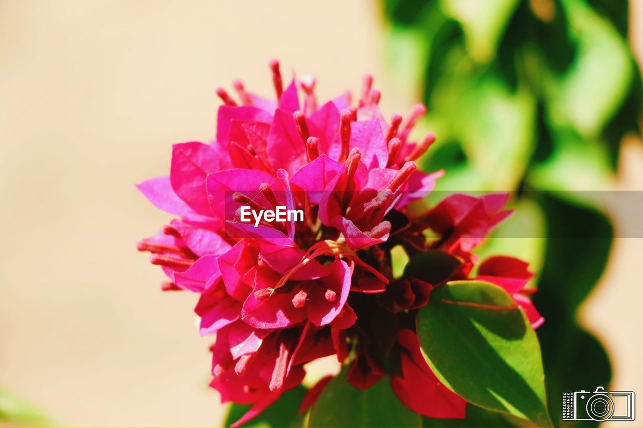 flower, flowering plant, plant, beauty in nature, freshness, nature, macro photography, close-up, blossom, pink, plant part, petal, fragility, leaf, flower head, inflorescence, no people, growth, focus on foreground, outdoors, red, vibrant color, springtime, magenta, multi colored, selective focus, shrub