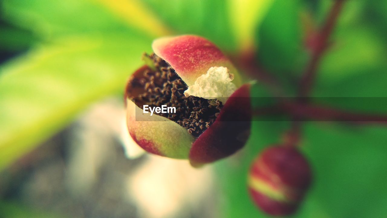 CLOSE-UP OF STRAWBERRY GROWING ON PLANT OUTDOORS