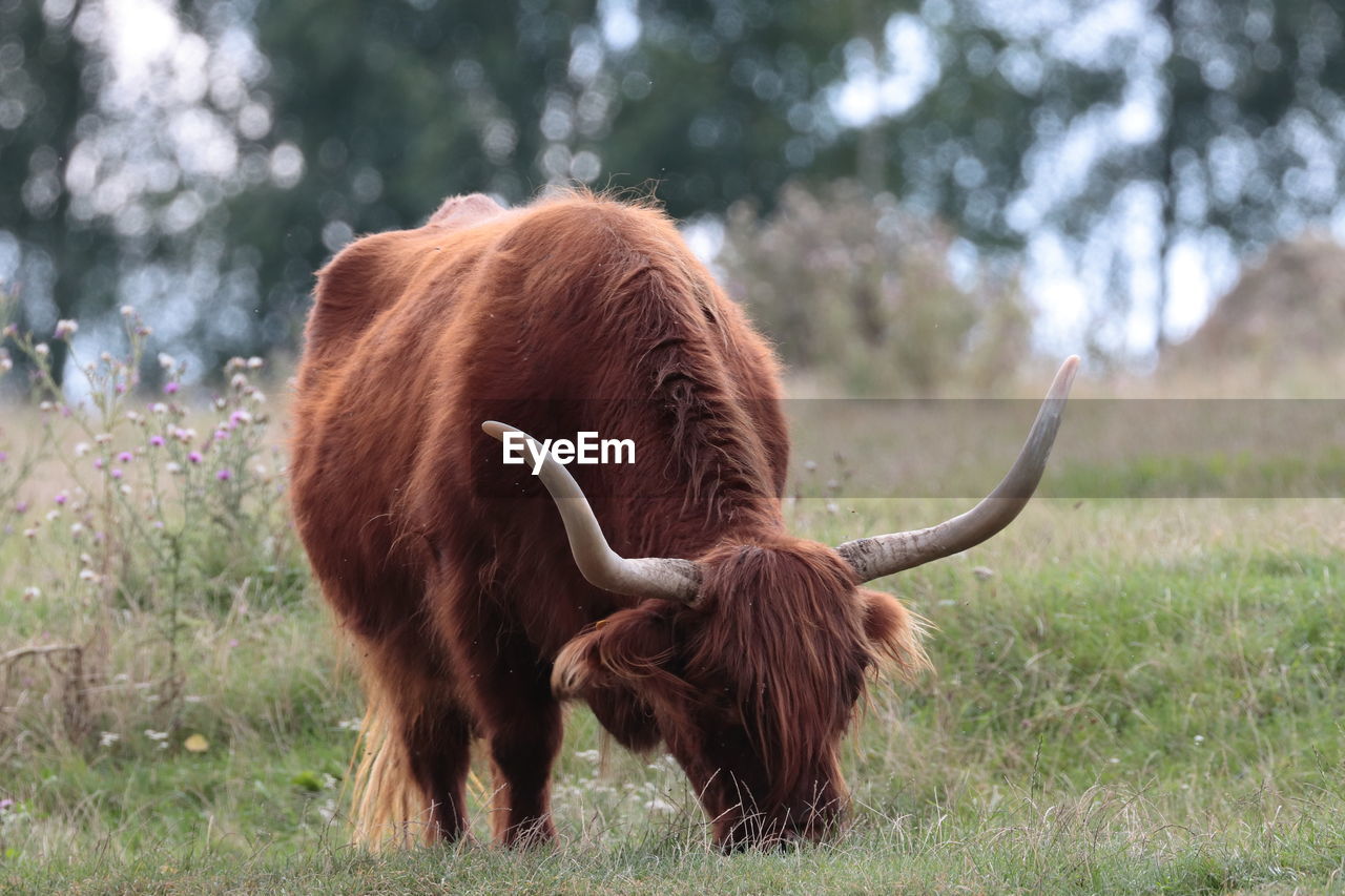 Buffalo  in a field