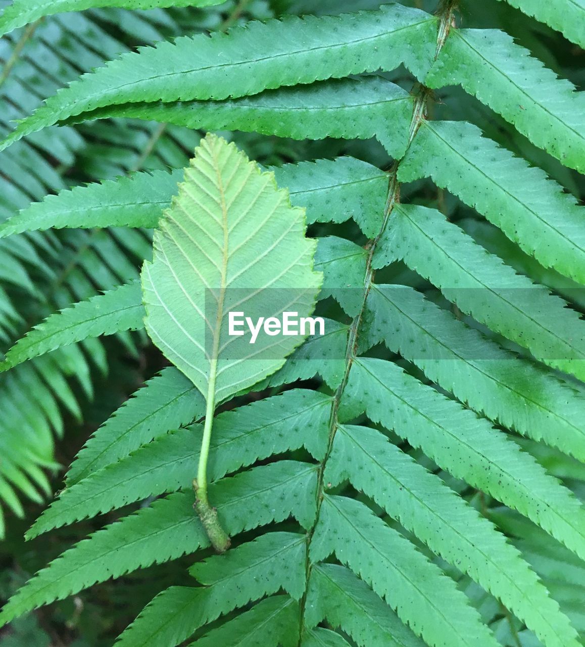 Full frame shot of leaf